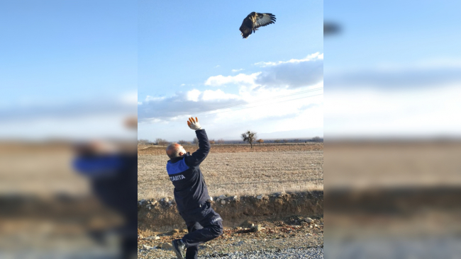 Fırtınada yaralanan kızıl şahin kurtarıldı